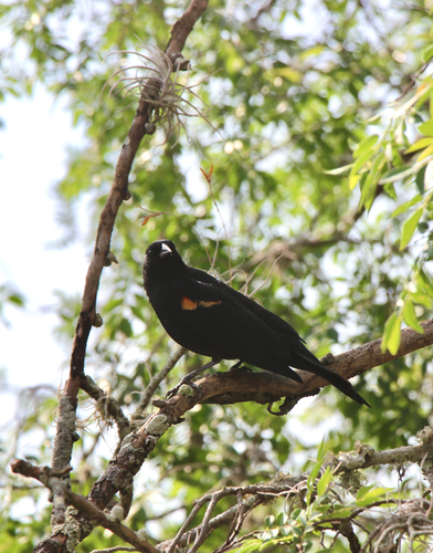 Red-winged Blackbird