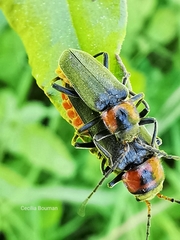 Cantharis reichei