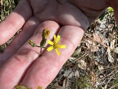 Hieracium megacephalon