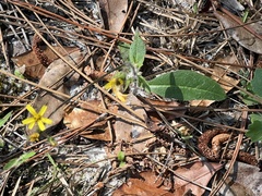 Hieracium megacephalon