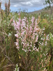 Erica perspicua