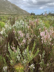 Erica perspicua