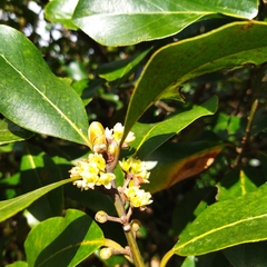 Laurus azorica