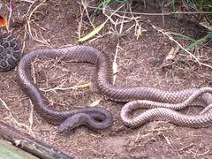 Masticophis flagellum flagellum
