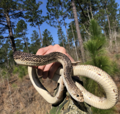 Pituophis melanoleucus melanoleucus