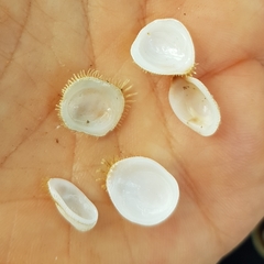 Pilosabia trigona