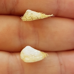 Pilosabia trigona