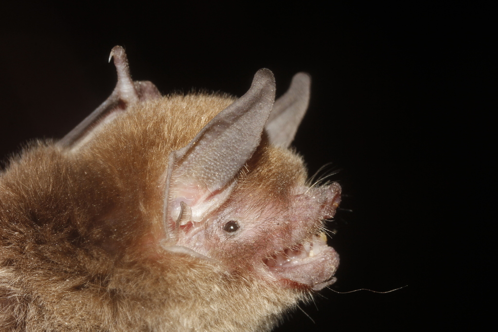 Thomas's Naked-Backed Bat