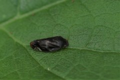 Thoodzata princeps