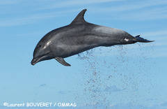 Bottlenose Dolphin photo 2