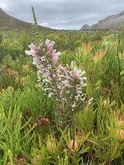 Erica perspicua