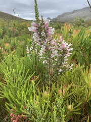 Erica perspicua