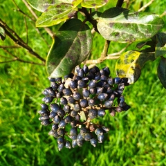Viburnum treleasei