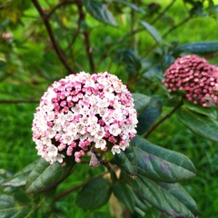 Viburnum treleasei