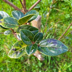 Viburnum treleasei