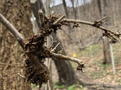 Podosphaera phytoptophila