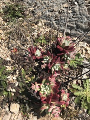 Dudleya caespitosa