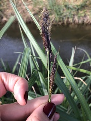 Carex hispida