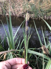Carex hispida