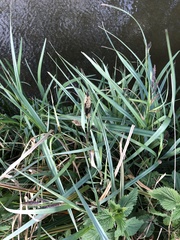 Carex hispida