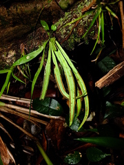 Ananthacorus angustifolius