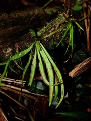 Ananthacorus angustifolius