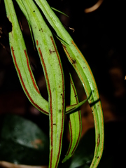 Ananthacorus angustifolius