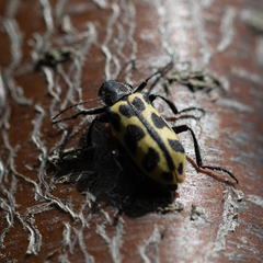 Astylus atromaculatus