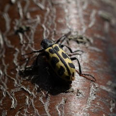 Astylus atromaculatus