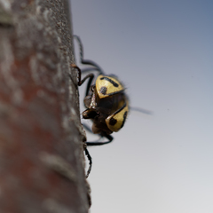 Astylus atromaculatus