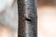 Astylus atromaculatus
