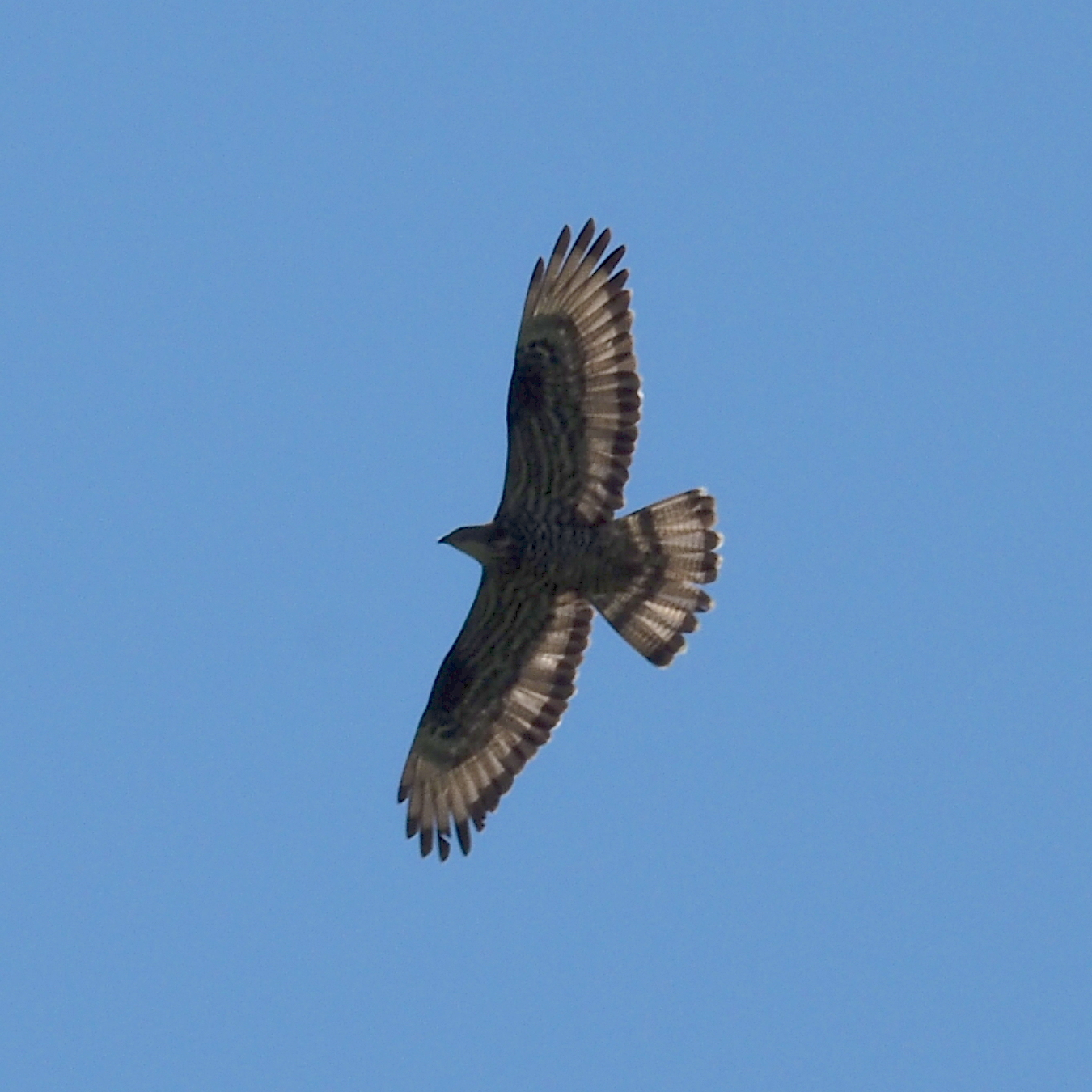 European Honey Buzzard