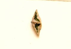 Celenna festivaria