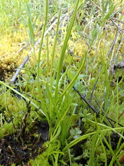 Isoetes minima