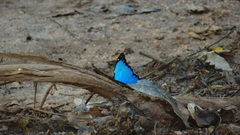 Morpho menelaus coeruleus