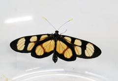 Thyridia psidii cetoides