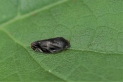 Thoodzata princeps