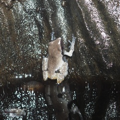 Theloderma licin