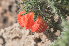 Caiophora chuquitensis