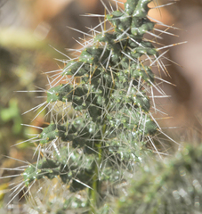 Caiophora chuquitensis