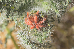 Caiophora chuquitensis