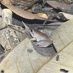 Limnonectes hascheanus