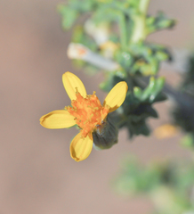 Senecio eriophyton