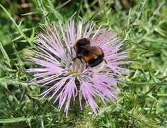 Bombus terrestris