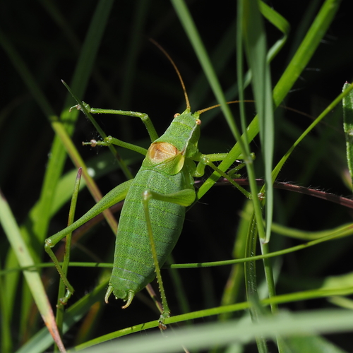 Curve-tailed Plump Bush-cricket