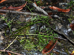 Ceratopteris cornuta