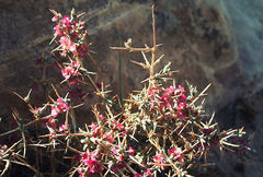 Noaea mucronata