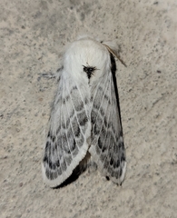 Apotolype brevicrista