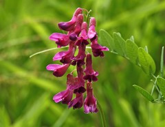 Vicia nigricans