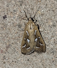 Diastictis